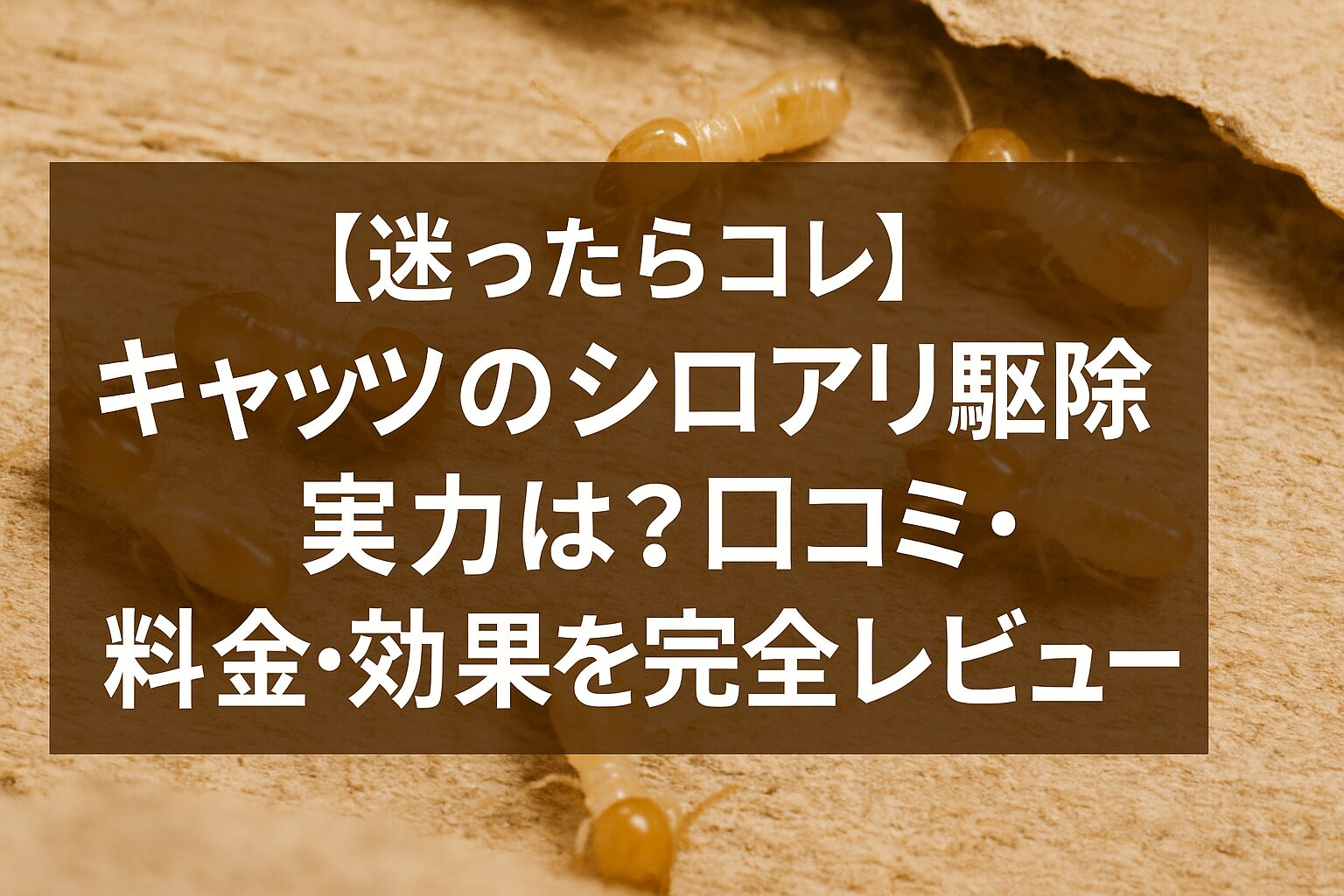 【迷ったらコレ】キャッツのシロアリ駆除の実力は?口コミ・料金・効果を完全レビュー